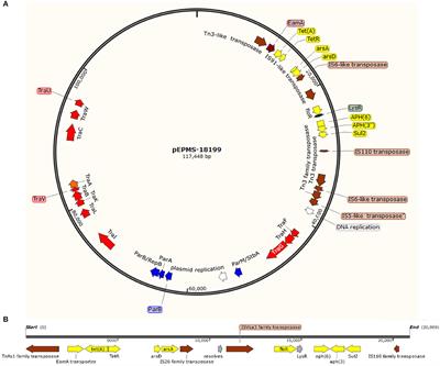 Characterization of a Novel Conjugative Plasmid in Edwardsiella piscicida Strain MS-18-199